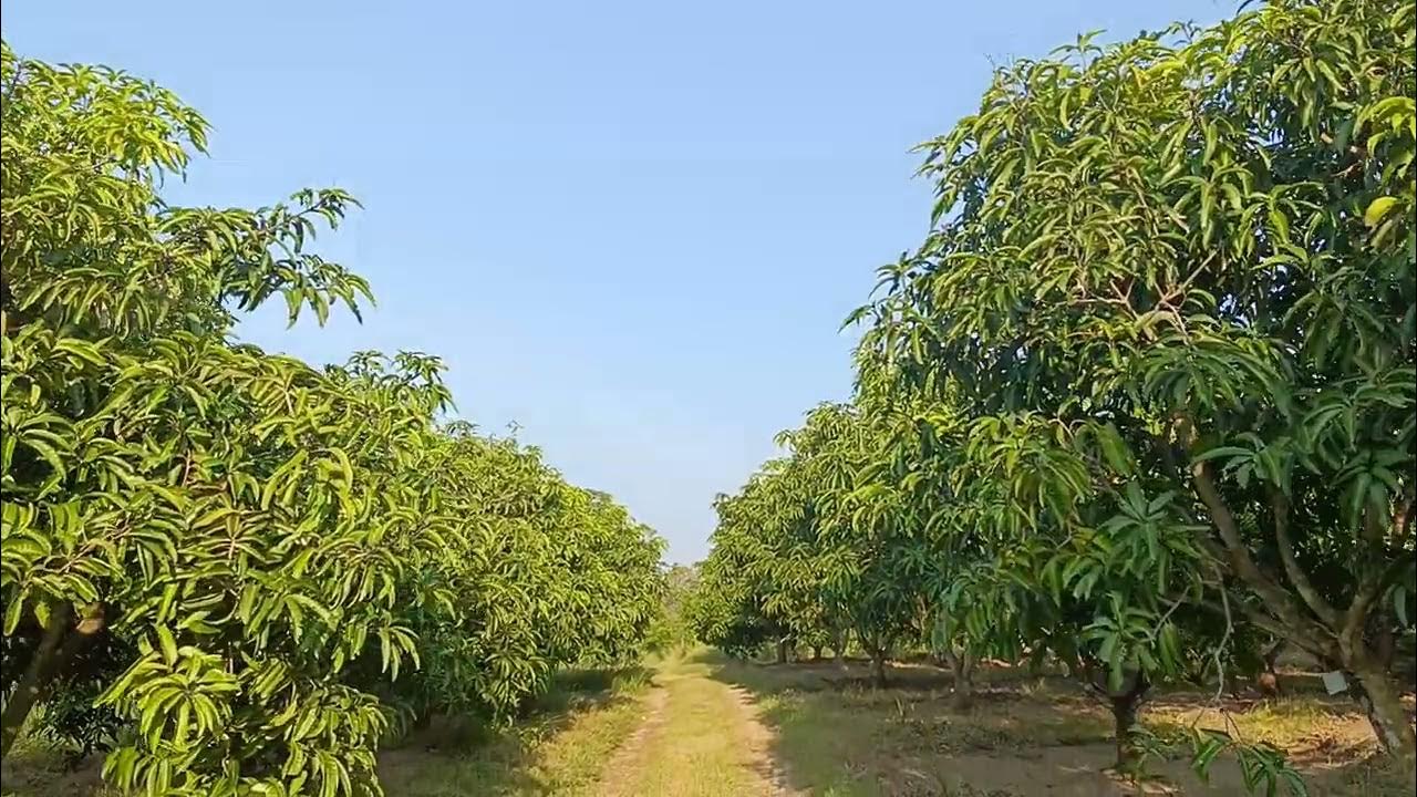Mango Cultivation