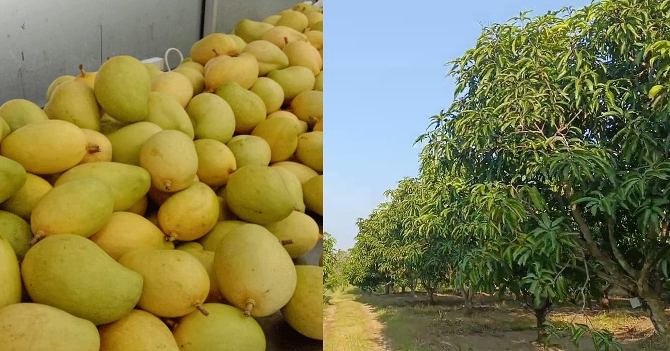 Mango [TJC] Cultivation